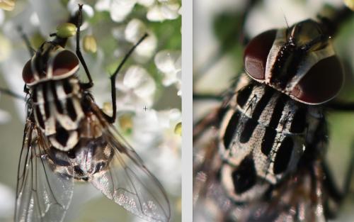Réf. 265 077 : Graphomya maculata